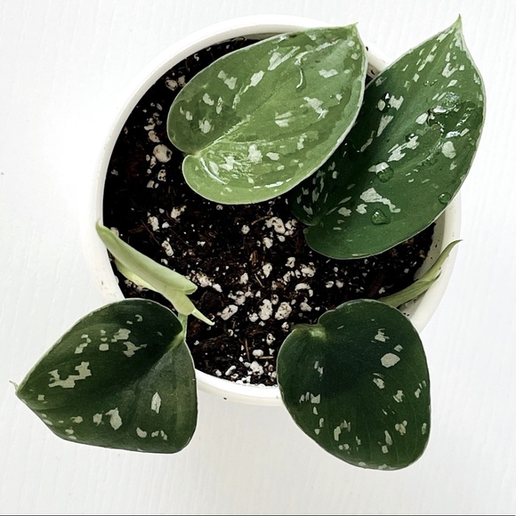 LIVE Silver Satin Pothos Plant - Picture 3 of 8